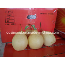Chinese Ya Pear (32/36/40/44)